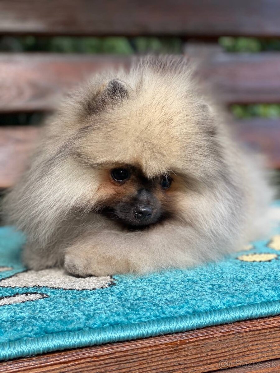 Pomeranian Exkluzivní Fenečka PP FCI - 10