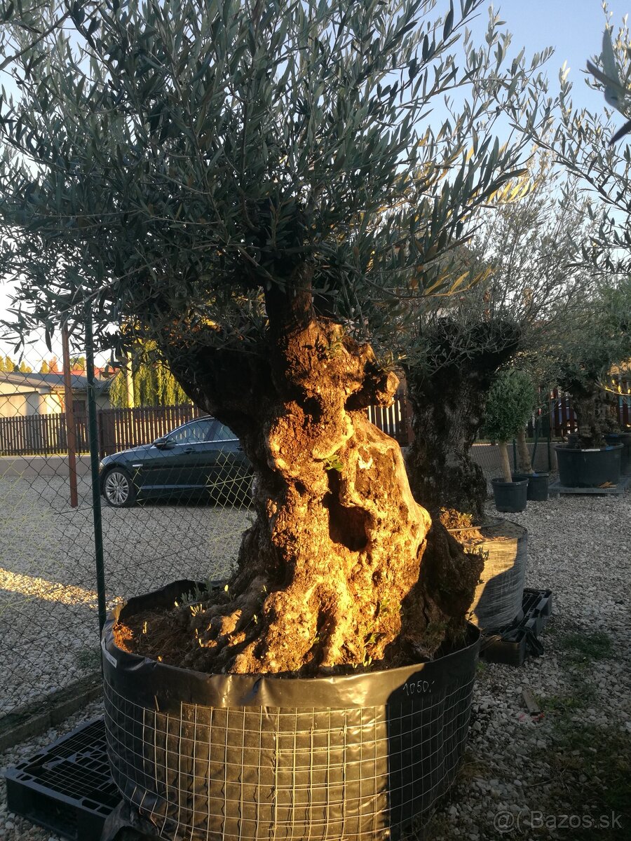 Olivovník bonsai - 10