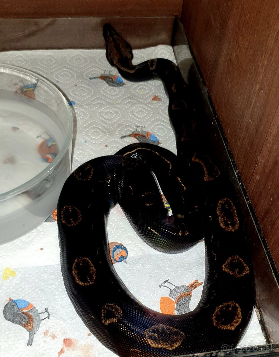 Veľhad královský Boa Constrictor - 10