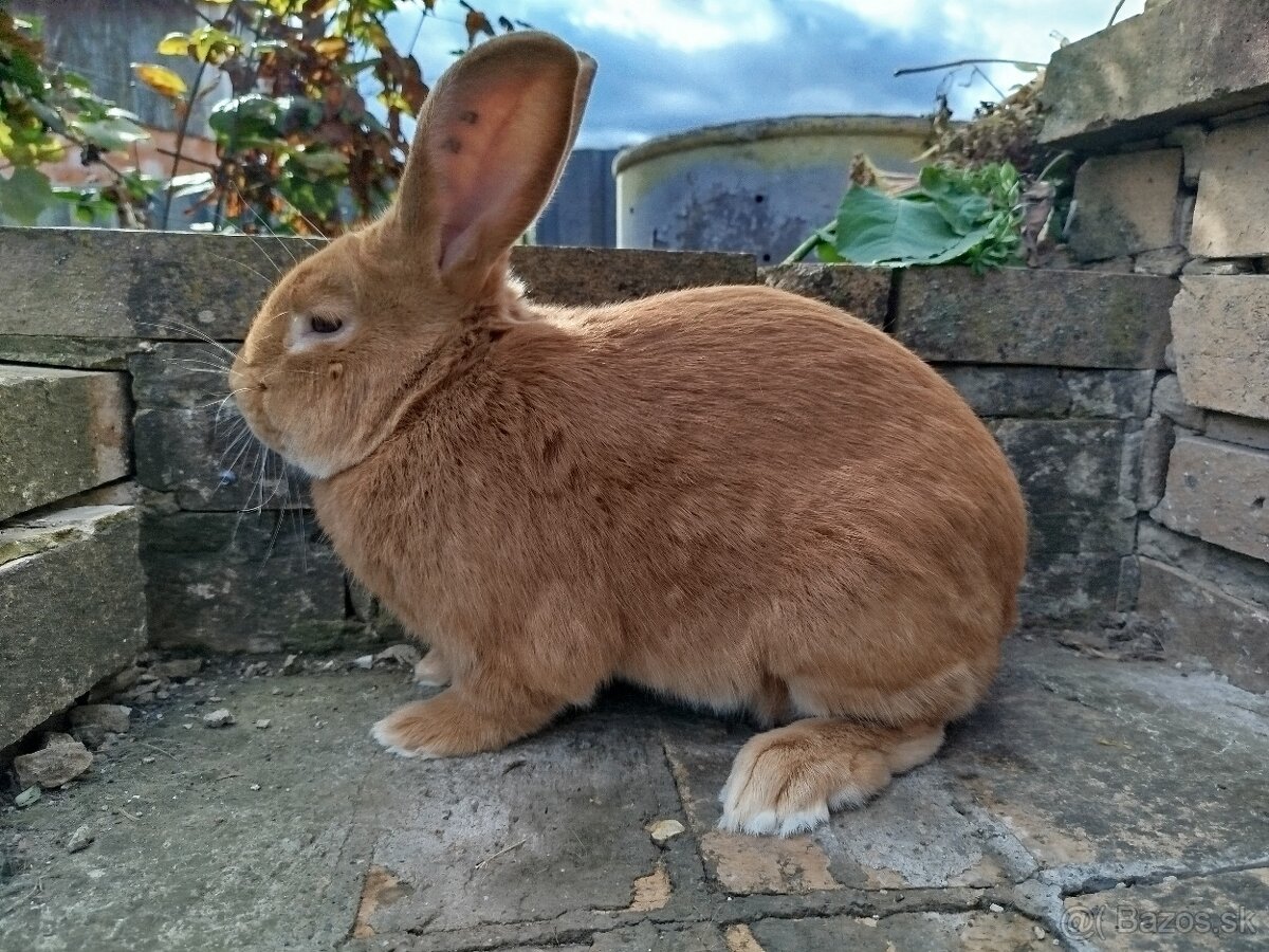 Burgundský králik - 10