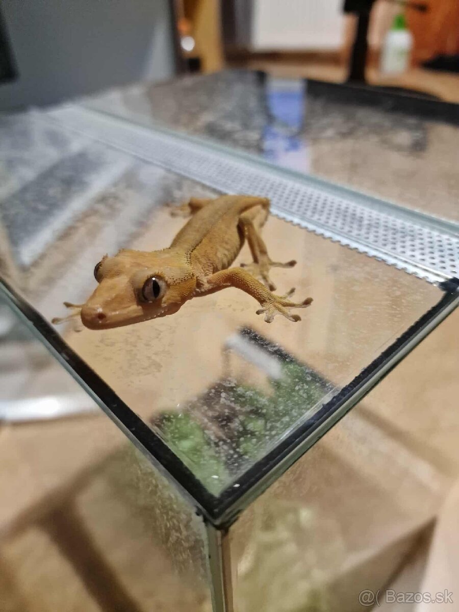 Gecko,pavuk,Had - 10