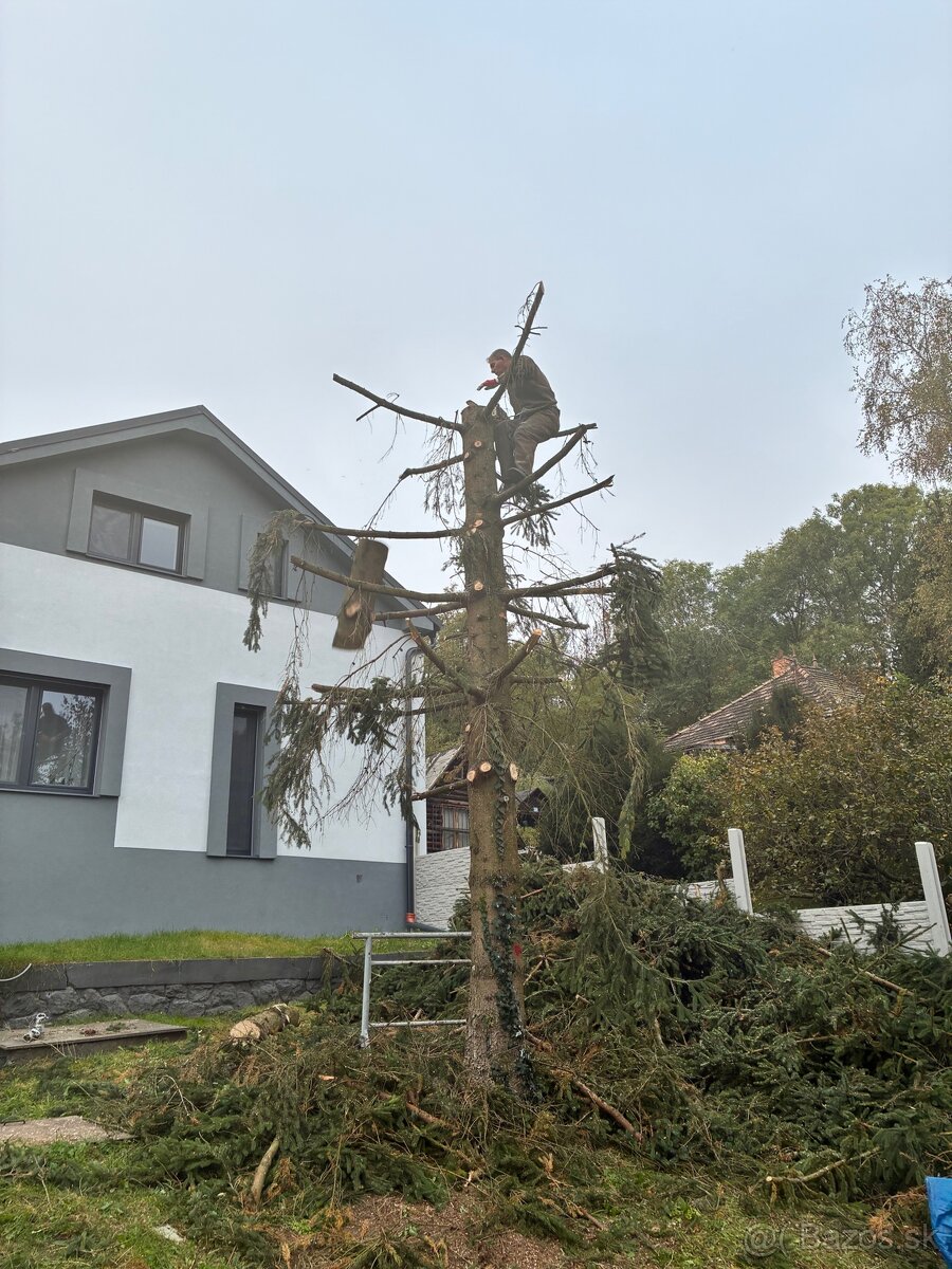 Pílenie stromov - 10