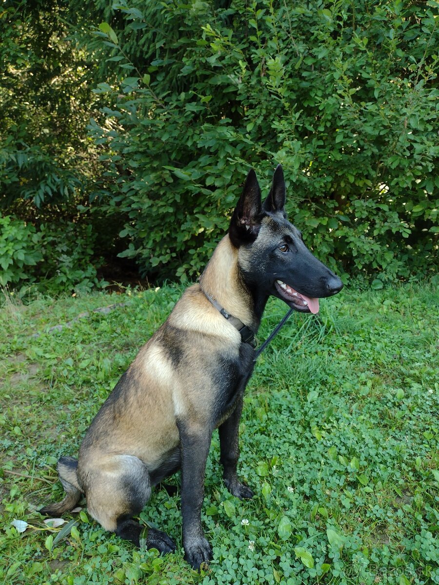 Belgický ovčiak šteniatka - 10