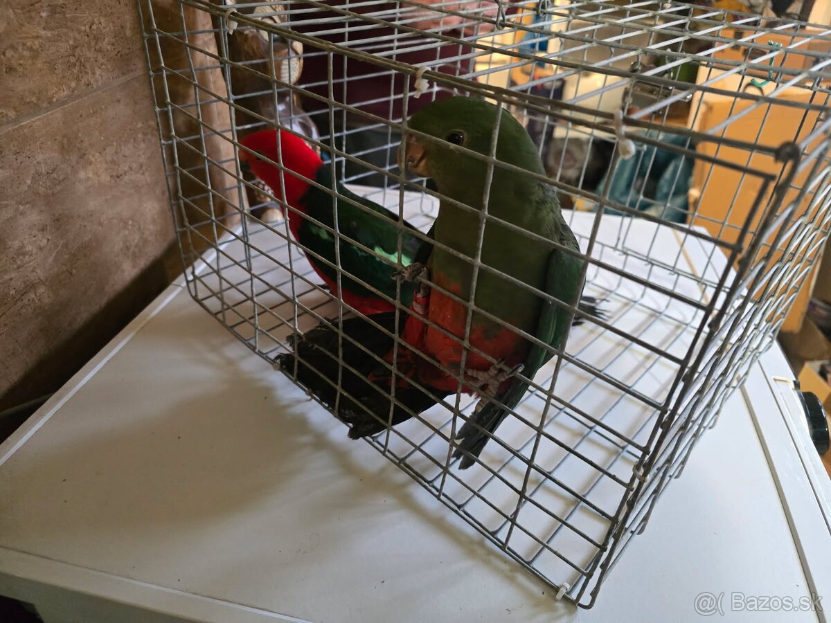 Predam papagaj kralovsky - 10