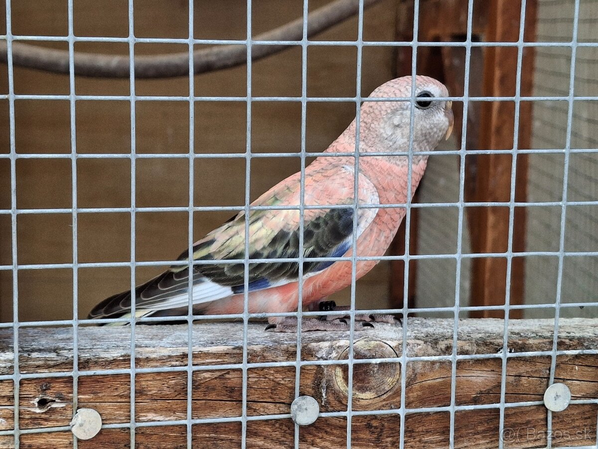 Neofema bourkova - 10