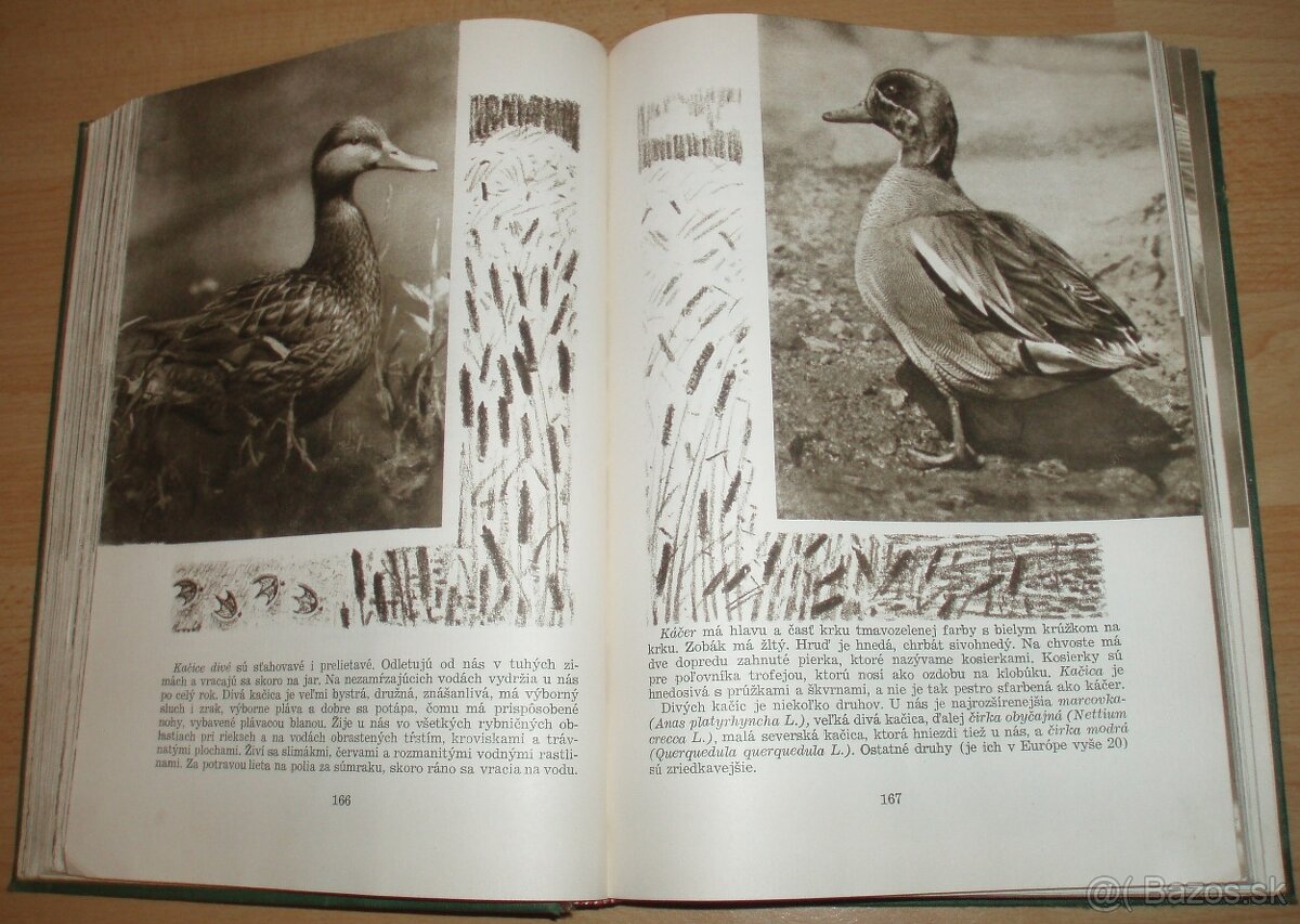 Poľovníctvo v obrazoch - 10