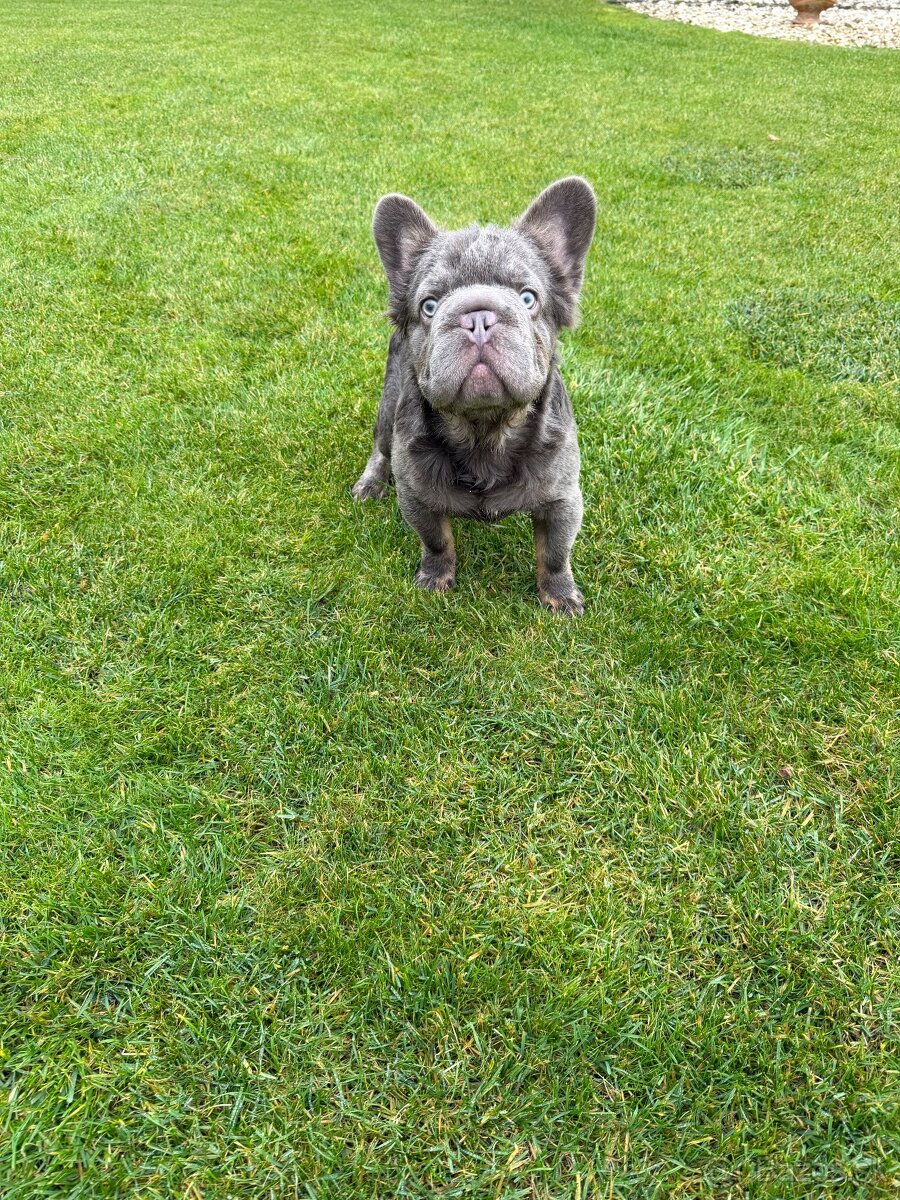 Francuzsky buldoček fluffy big rope fenka a psík - 10