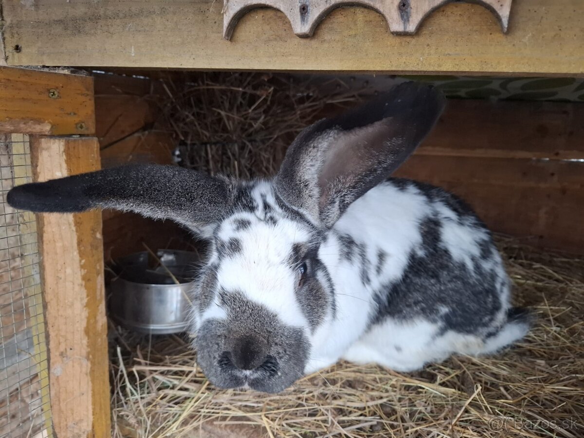 Zajace na predaj - 10