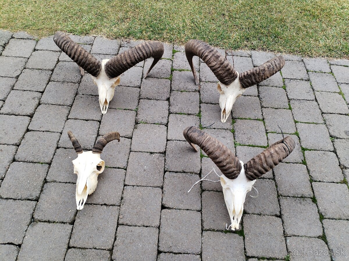 Trofeje muflonov - 10
