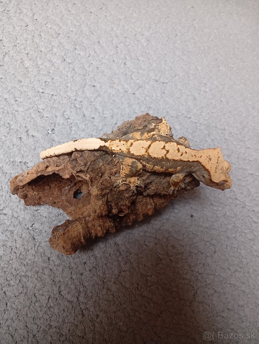 Pagekon riasnaty - 10