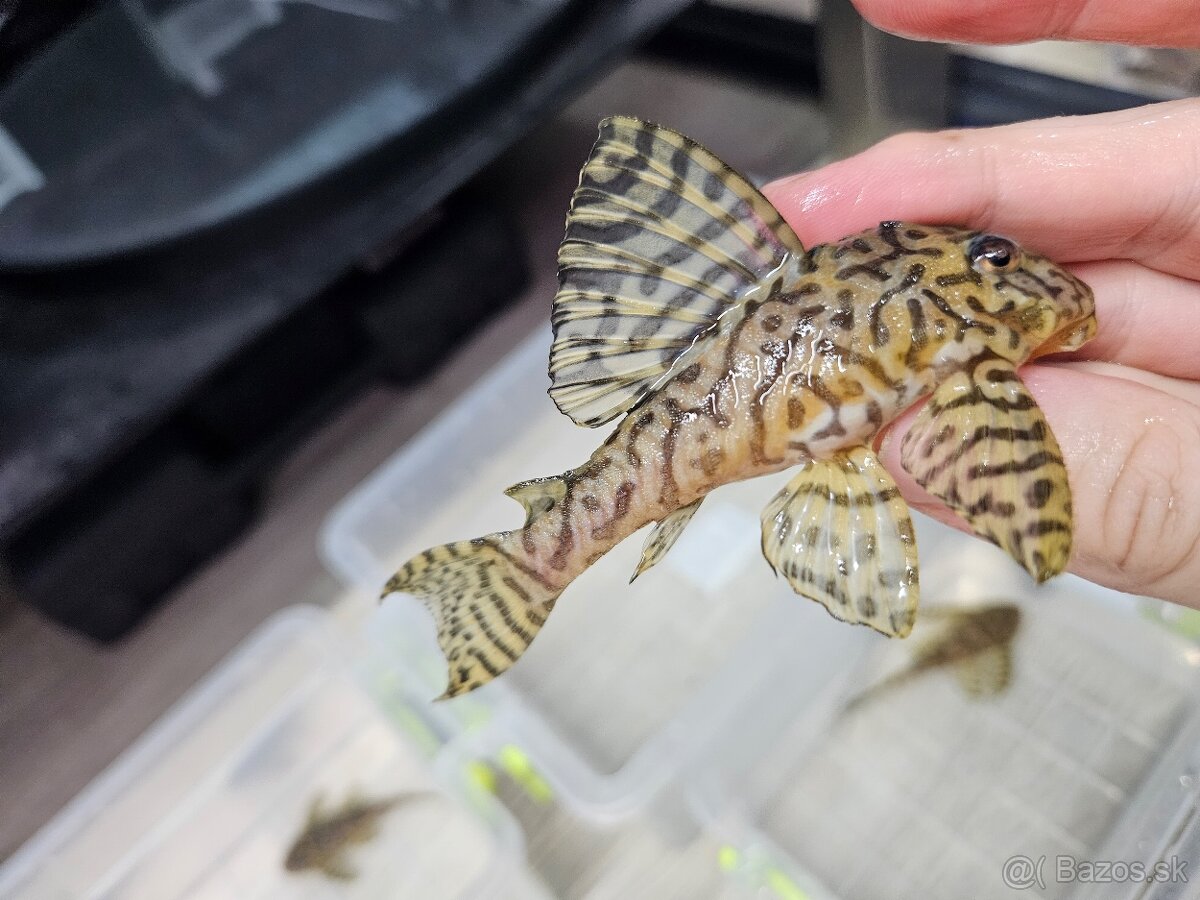 L 236 Super Yellow - chovné páry - 10