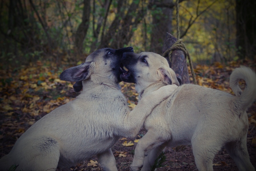Kangal šteňatá, šteniatka k už odberu - 10