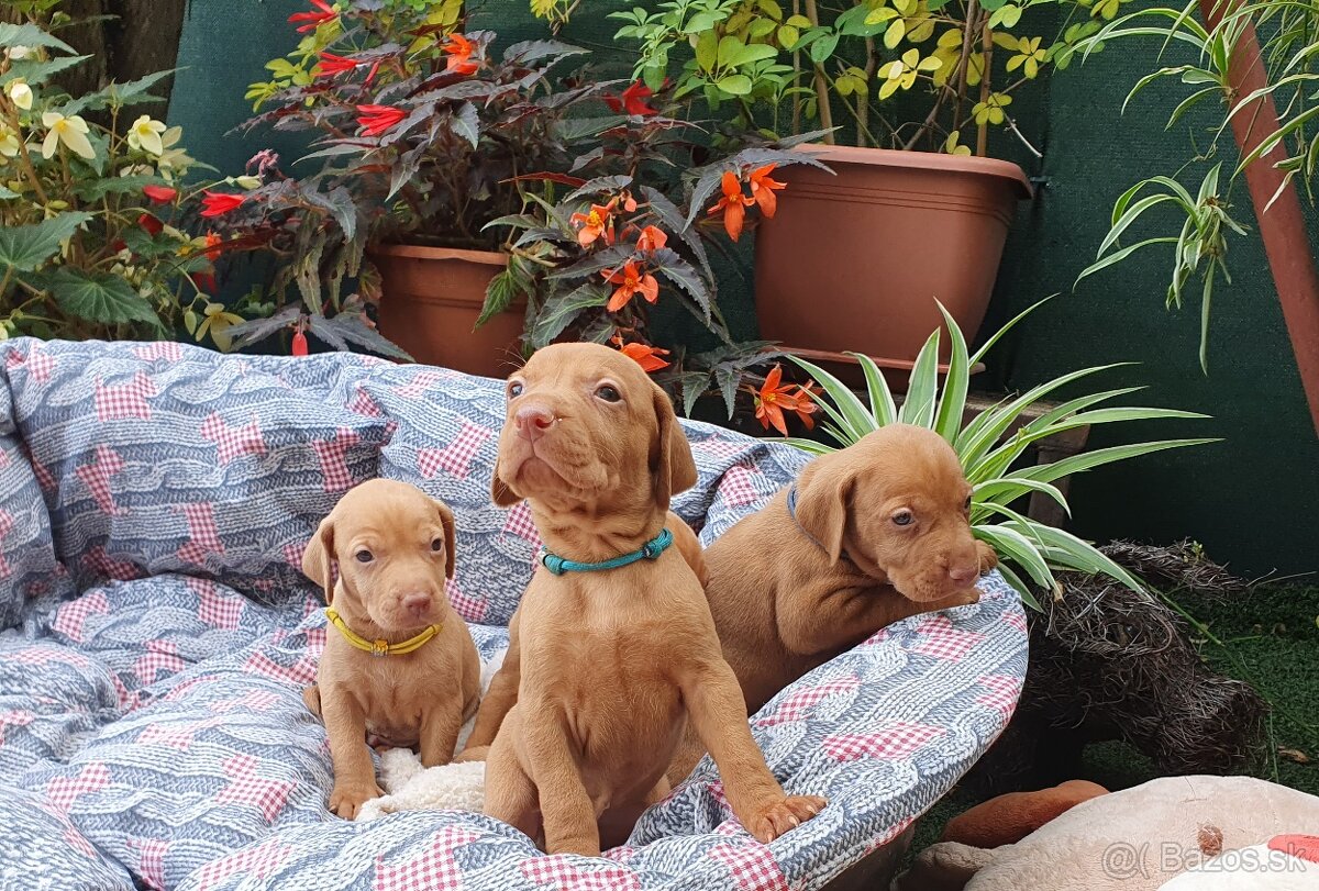 Maďarská vyžla s PP - 10