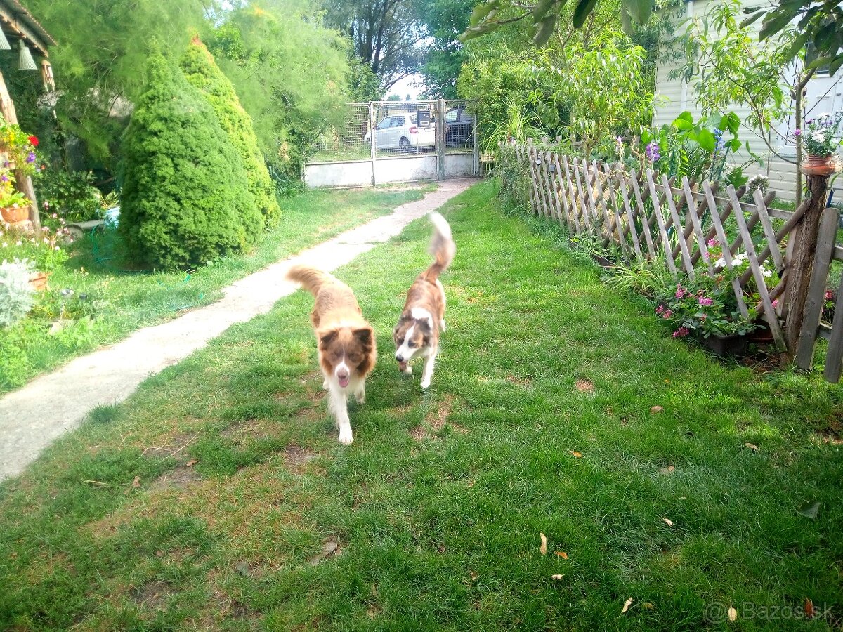 Border kolia - steniatka - 10