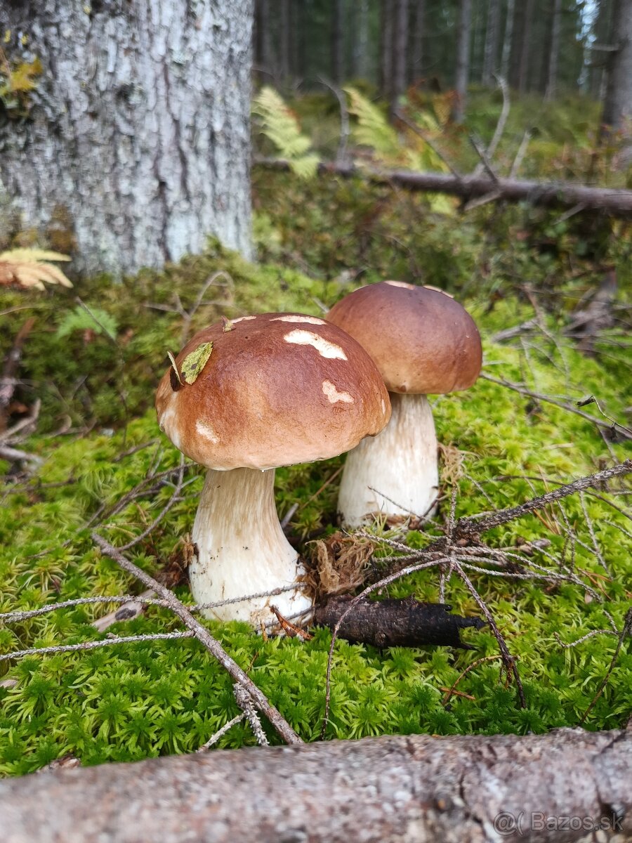 Predám sušené huby - 10