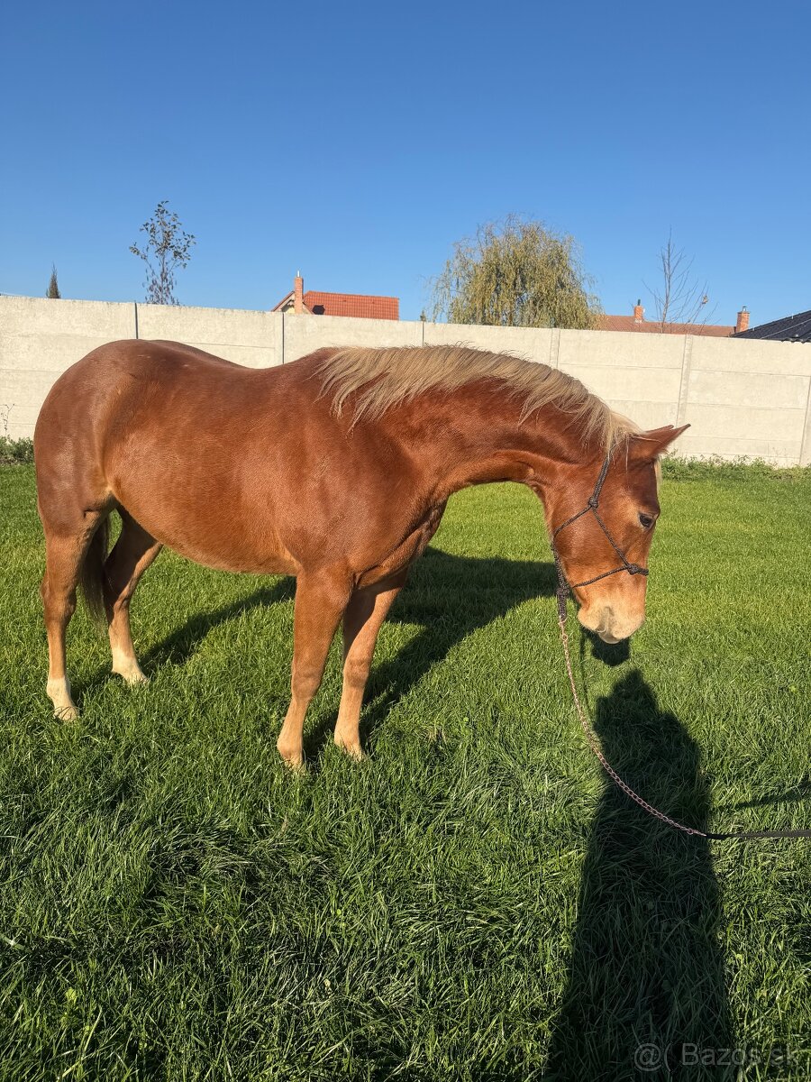 Predám QH žrebca - 10
