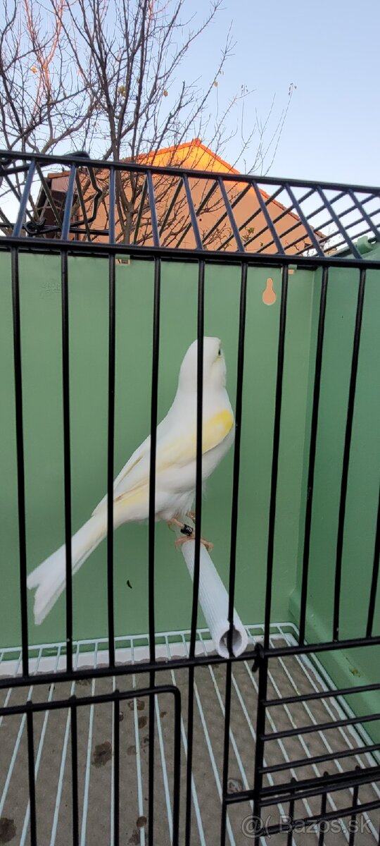 Kanáre kanáriky - 10