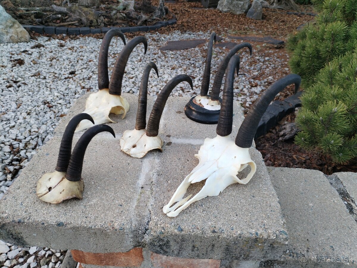 Trofeje kamzikov - 10