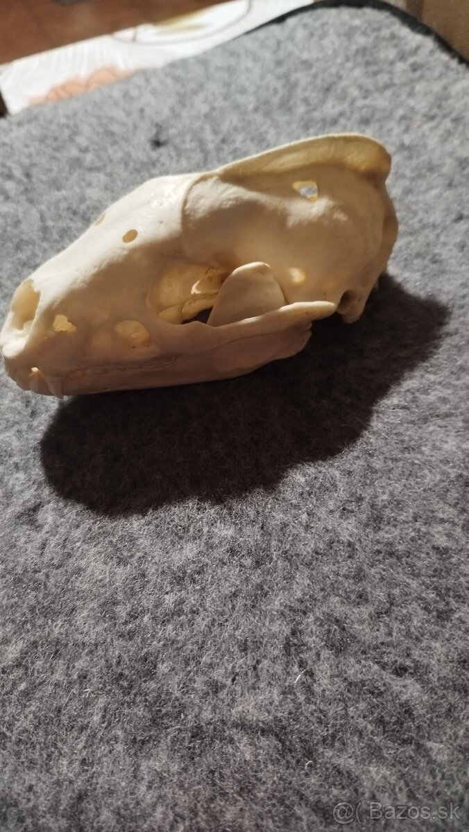 Predám lebku jazveca parožie, zhody, trofeje. - 10