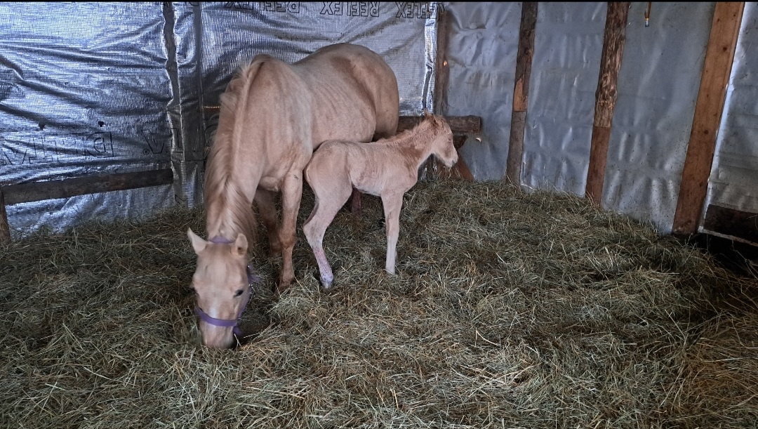 Roční qh hřebeček reining původ - 10