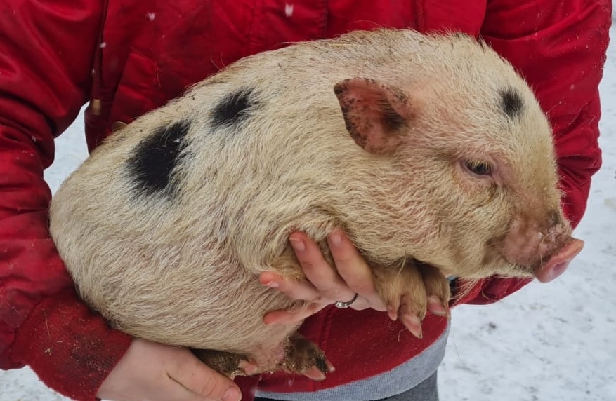 Gottingenské miniprasiatka - 10