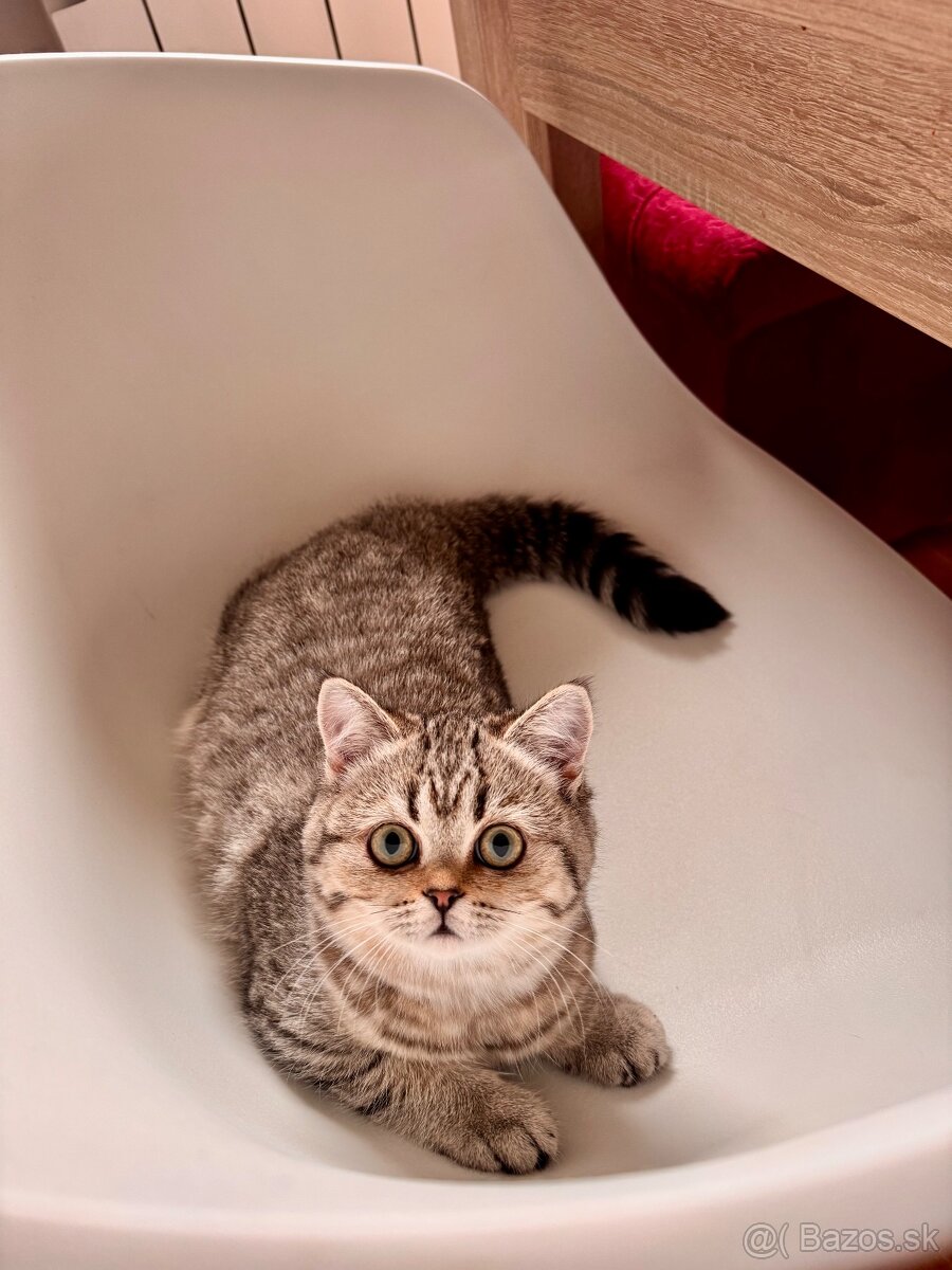 Škótska klapouchá mačka s PP, scottish straight - 10