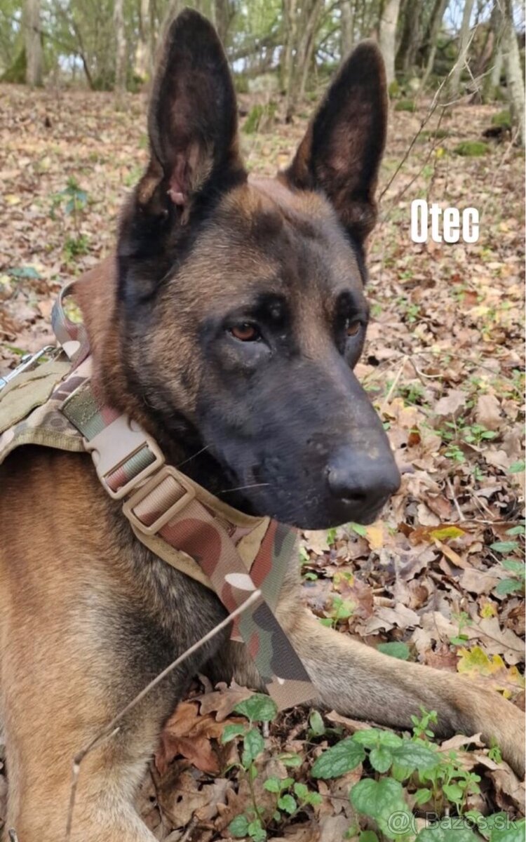 Belgický ovčiak - Malinois - 10