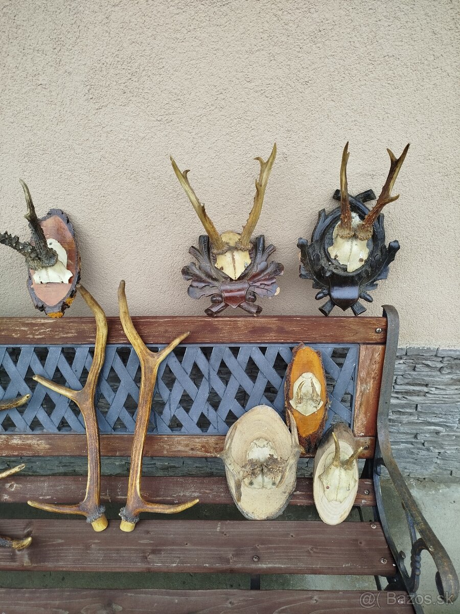 Predam,srncie trofeje - 10