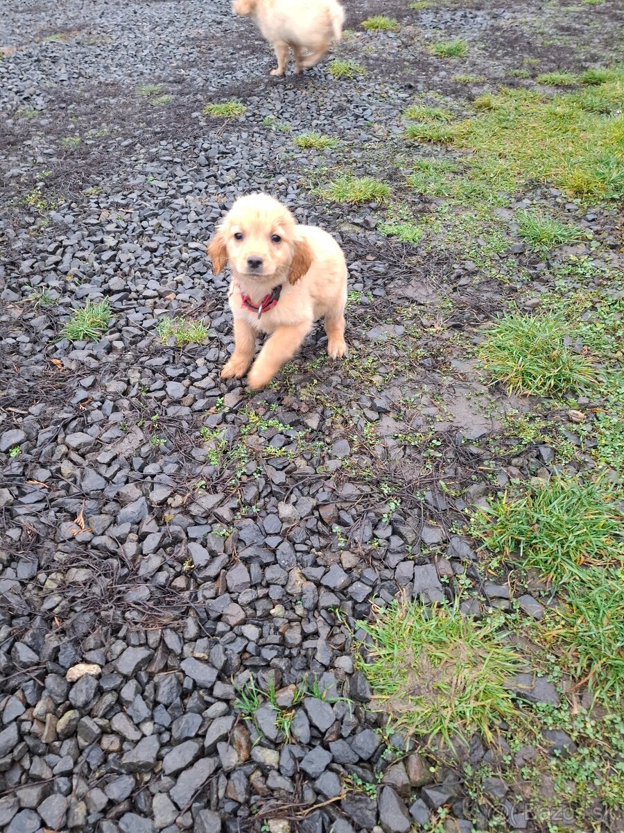 Zlatý retriever - 10