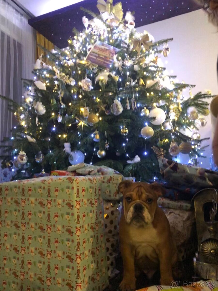 Anglicky Bulldog s PP na KRYTIE, buldog, Buldok , - 10