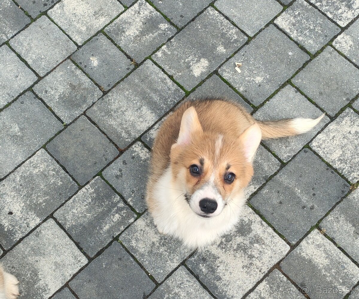Welsh Corgi Pembroke - 10