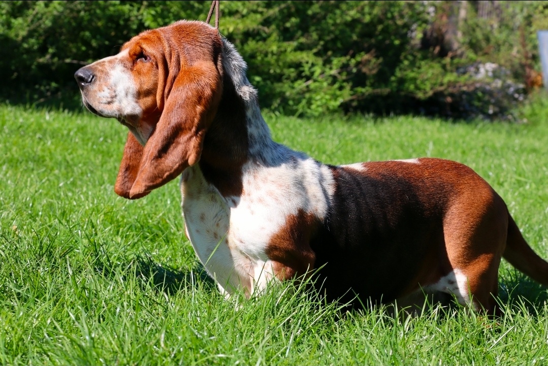 Basset hound , basset , baset - 10