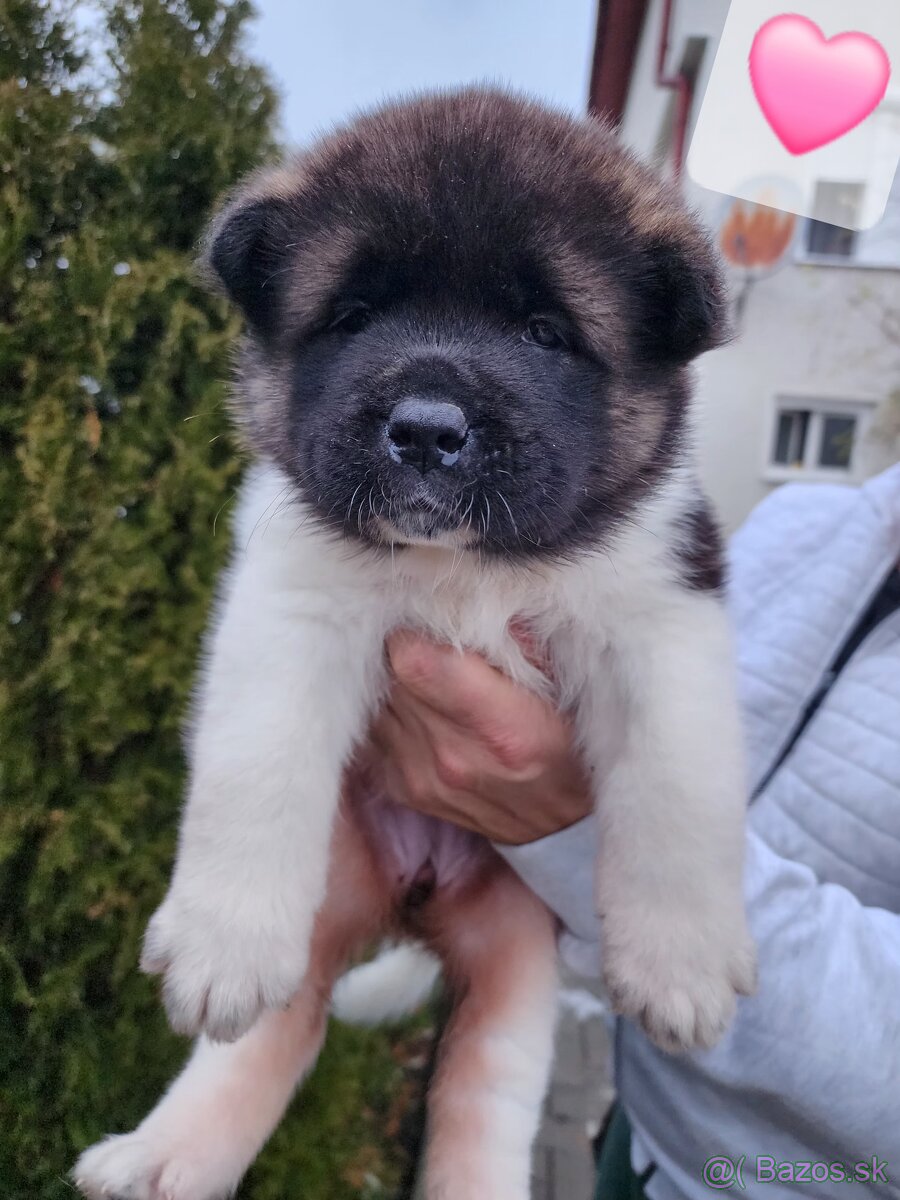 Americká akita s PP - 10