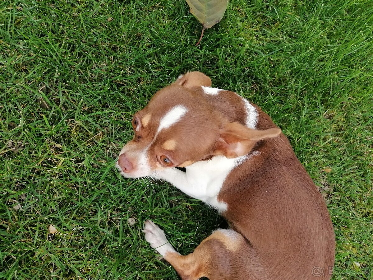 Čivava krátkosrstá - 10