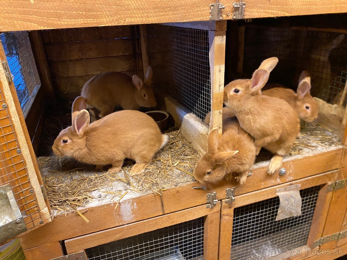 Burgundské králiky - 10