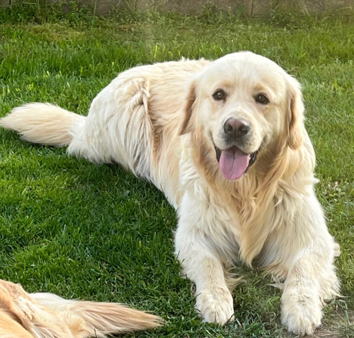 Zlatý retriver šteniatka - 10