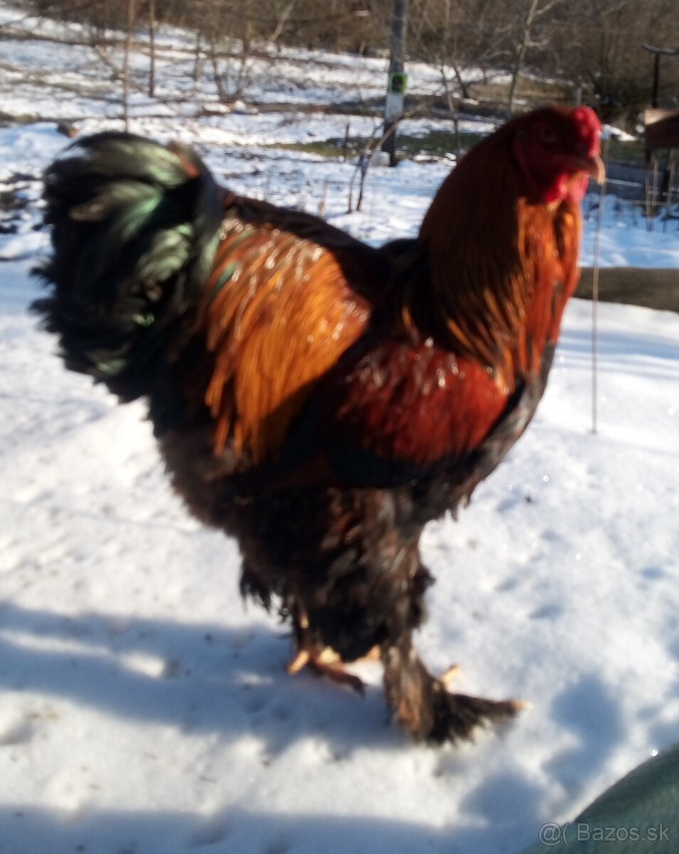 Kohút brahman jarabičí - 10