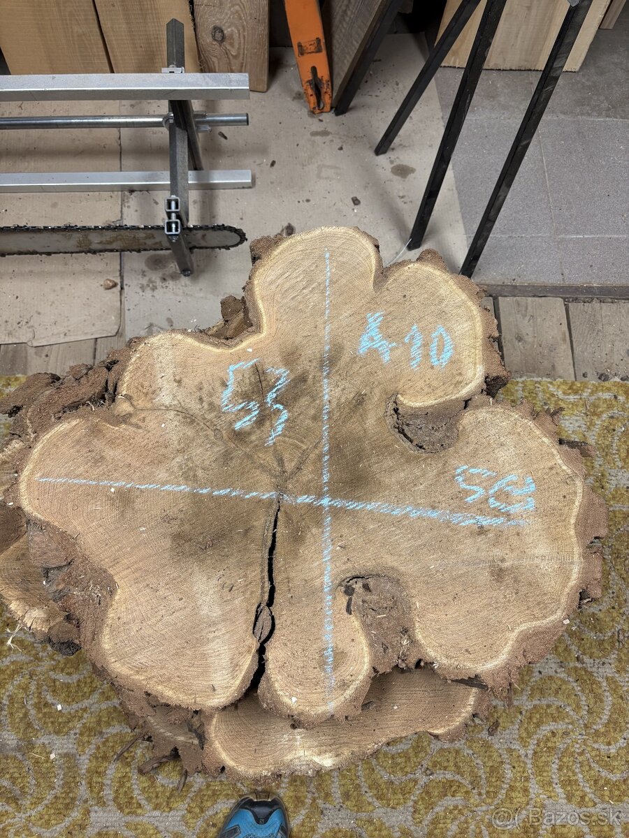 Vysušené agátové koláče / priečne rezy, agát - 10