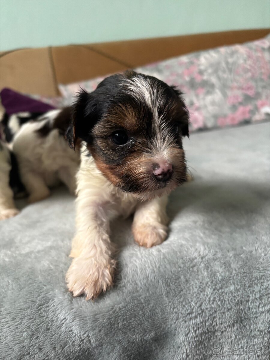 Biewer yorkshire terier - 10