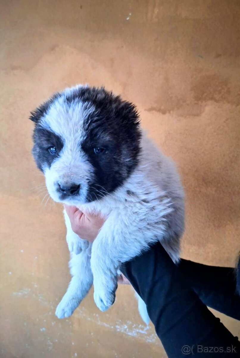 Stredoázijský ovčiak- šteniatká - 10
