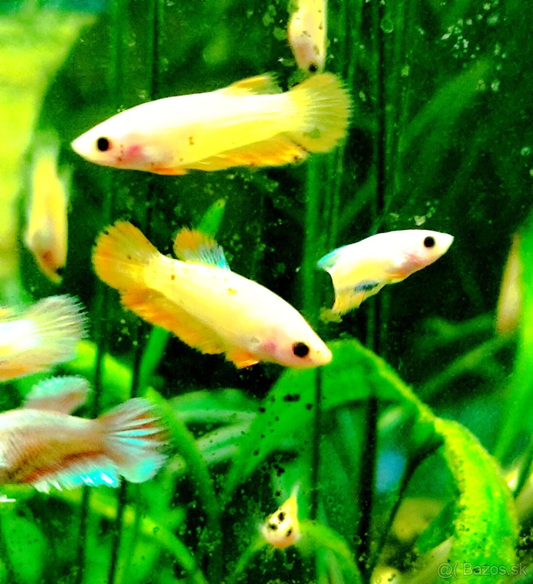 Betta Splendens - Bojovnica Pestrá. - 10