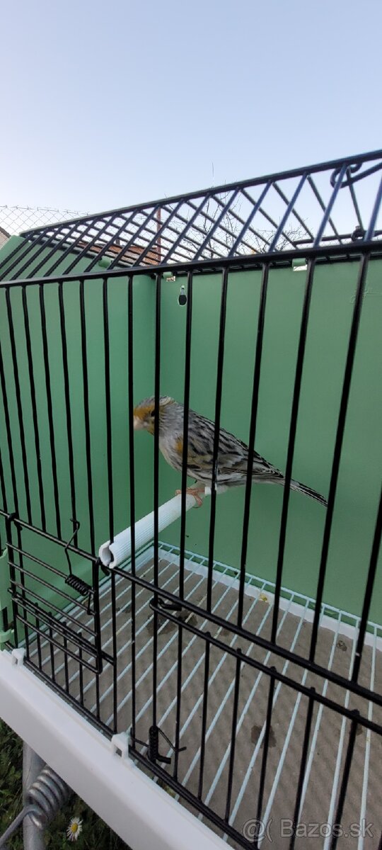 Predám Kanáriky,Kanáre - 10