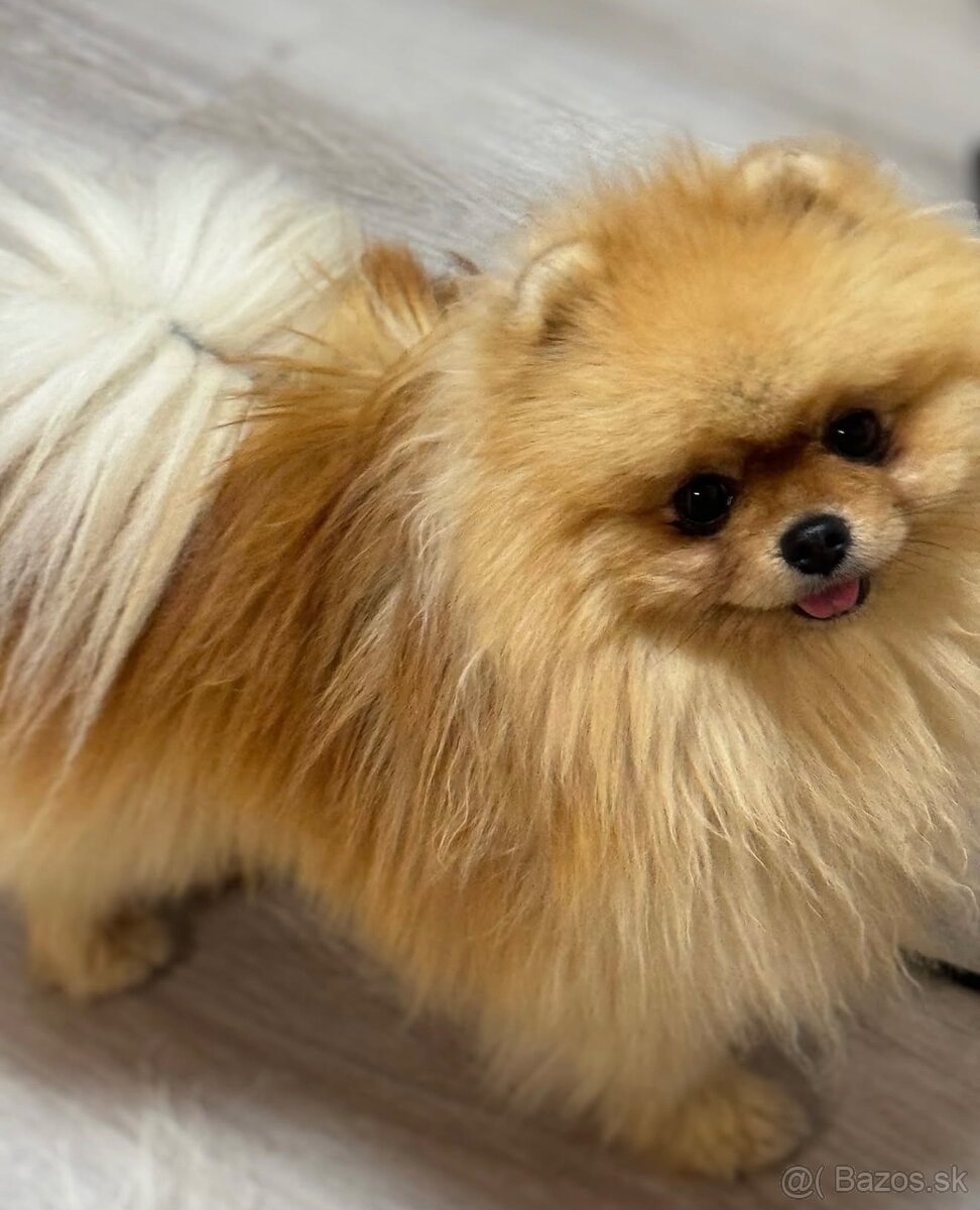 Pomeranian s PP - 10