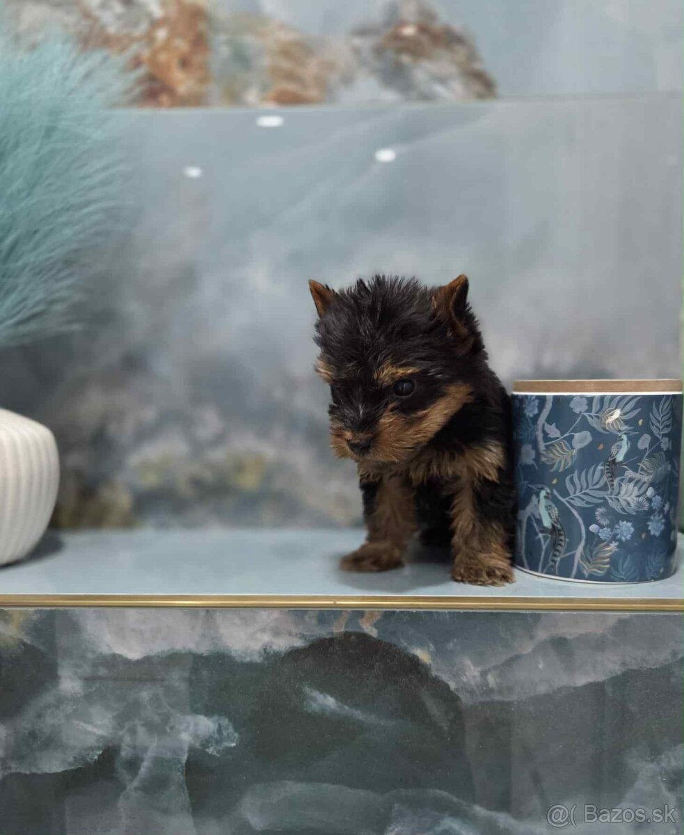 Yorkshirsky terier - 10