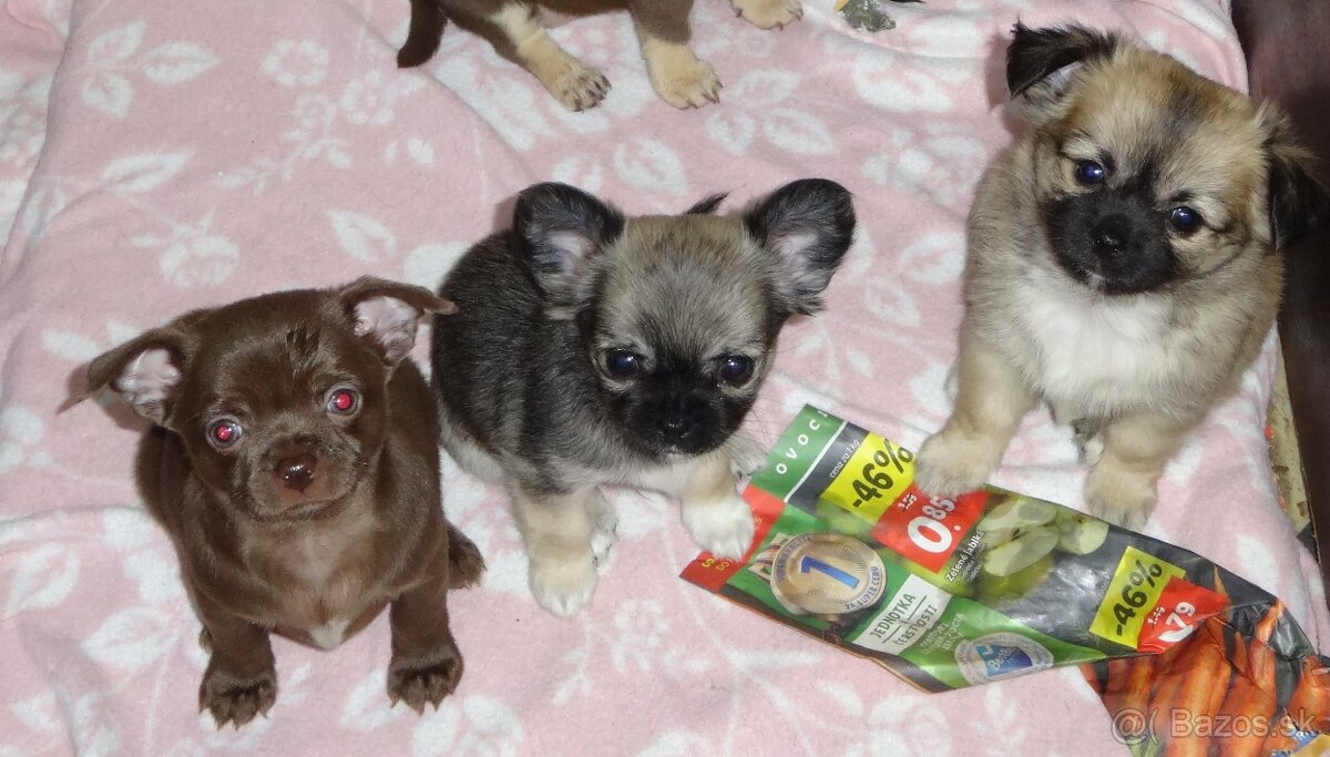 čivava krátkosrstá,dlhosrstá - 10