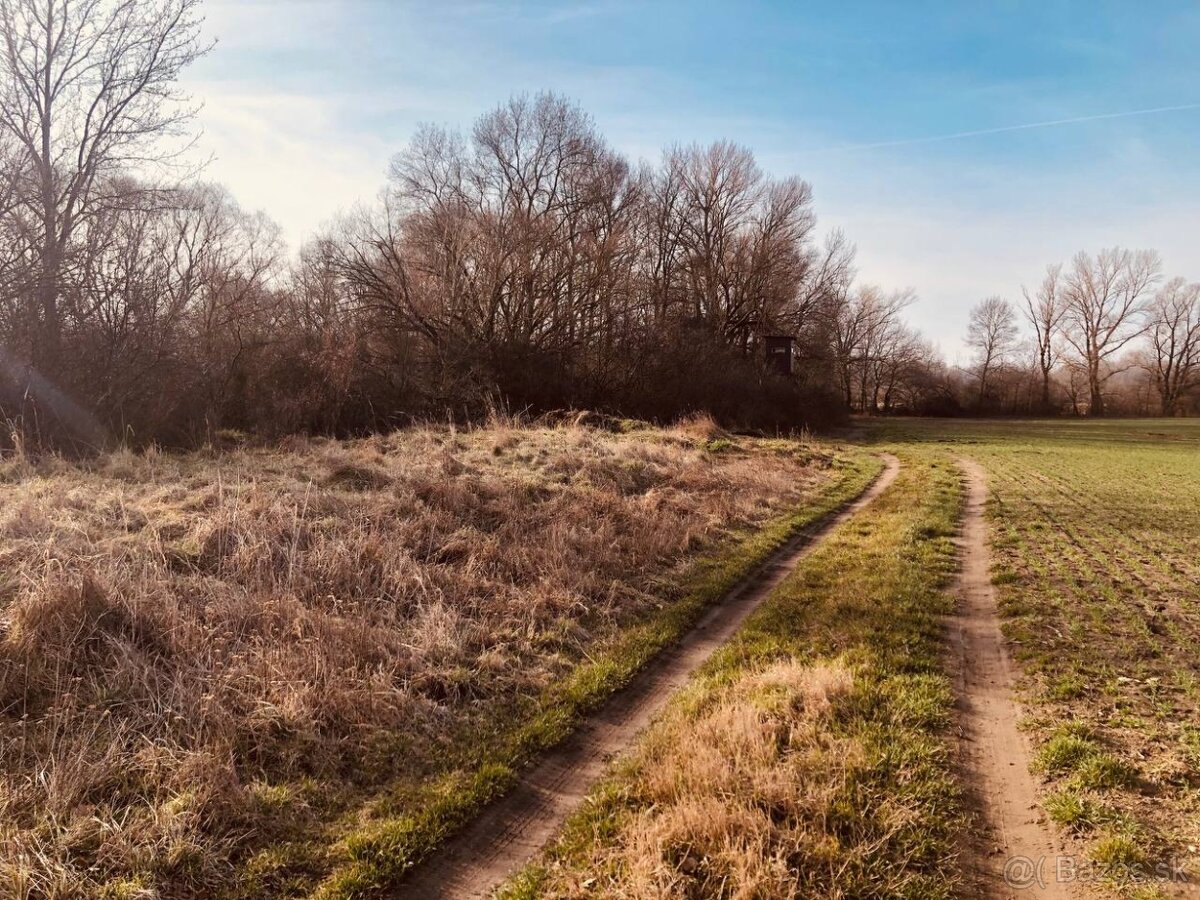 Pozemok - Lúka, Malé Leváre, 26 385 m² - 10