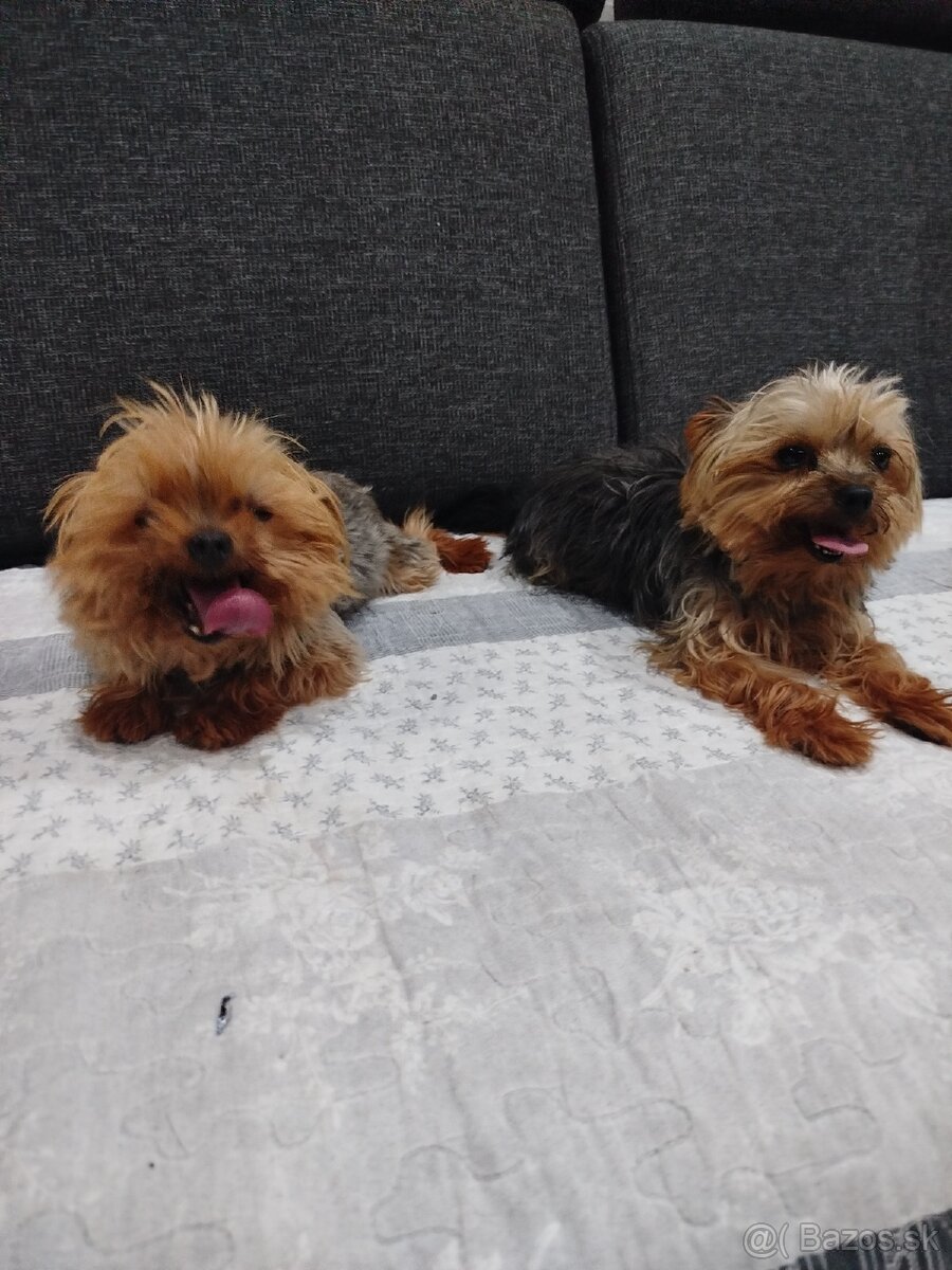 Yorksirsky terrier, Yorkshire teriér, Čoko York - 10