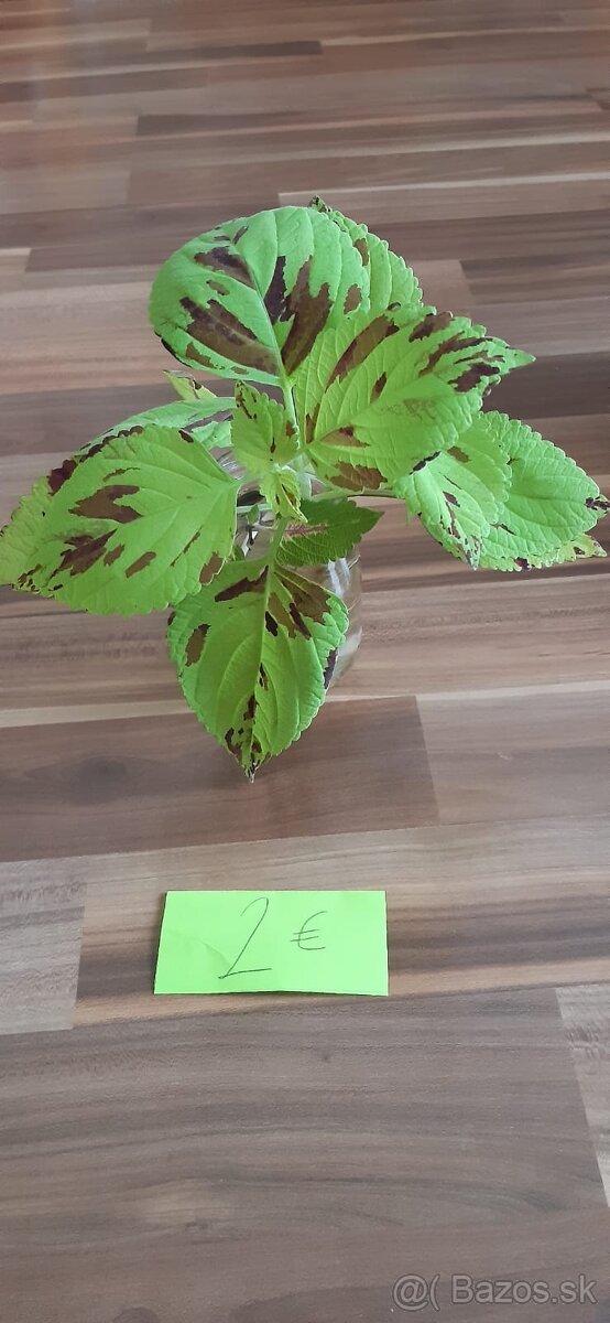 Zakorenené izbove rastliny - 10