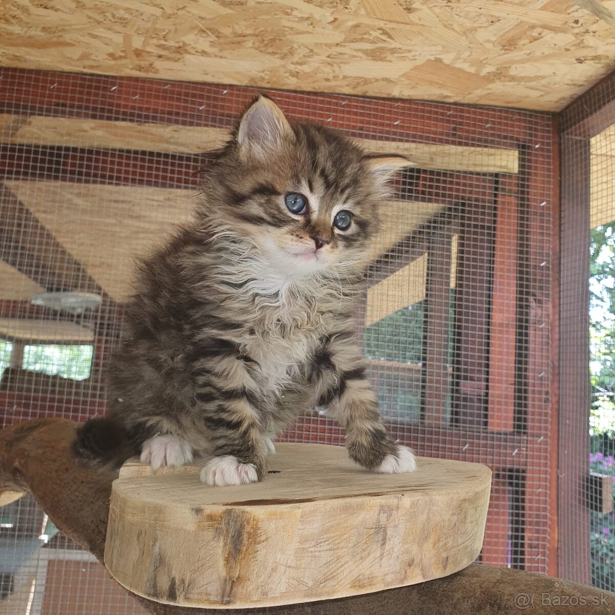 Ponukam maciatka - 10