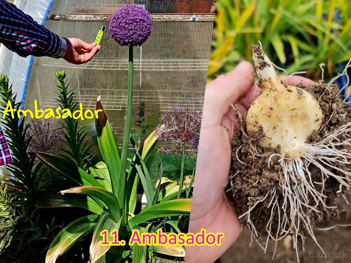 Okrasný cesnak 13 druhov od 0.15€ - 10